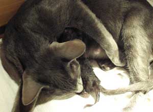 Kitten wordt geboren bij de poes die een baarmoederspoeling heeft ondergaan, de moeder likt het kitten droog